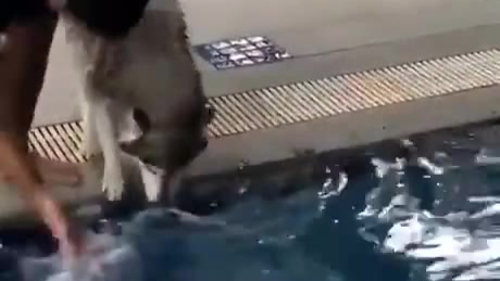 二哈:下去两个小的了,不能输